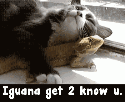 a cat laying on top of a lizard with the words " iguana get 2 know u " below it