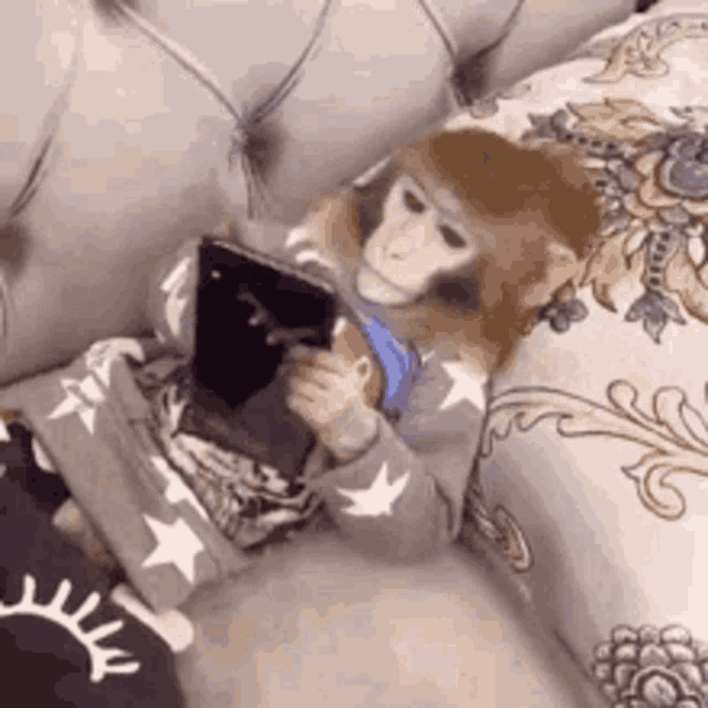 a monkey is sitting on a couch looking at a cell phone .