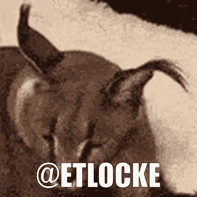 a close up of a cat with the words @etlocke written below it