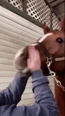 a person is petting a brown horse 's nose in a barn .