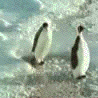 Penguin Gets Hit GIF - Penguins Hit GIFs