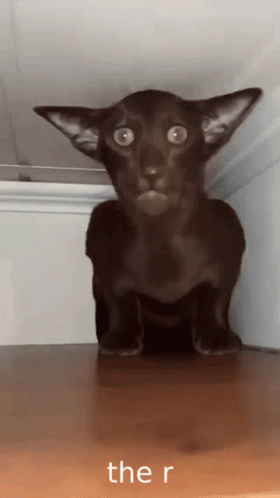 The R Funny Cat GIF - The R Funny Cat Balls GIFs