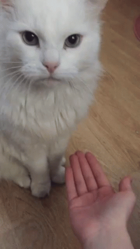 Cat Prince GIF - Cat Prince Catprince123 GIFs