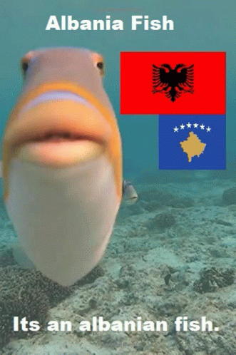 Albania Fish GIF - Albania Fish Kosovo GIFs