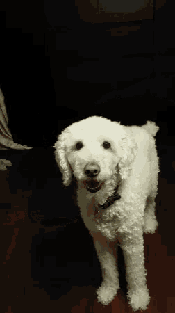 a small white dog with a collar is standing on a wooden floor