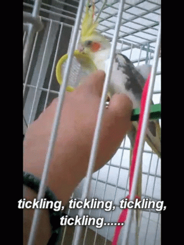 Cockatiels Tickling GIF - Cockatiels Tickling Tickle GIFs