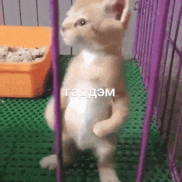 a kitten is standing on its hind legs in a cage with a litter box in the background .