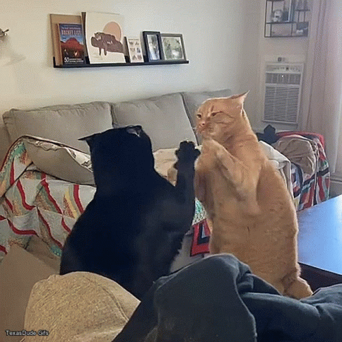 Fighting Cats GIF - Fighting Cats GIFs