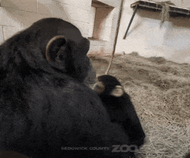 a chimpanzee and a baby monkey are at a zoo