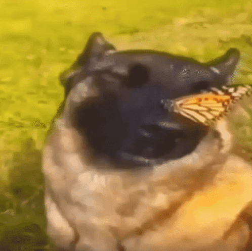 Butterfly Dog GIF - Butterfly Dog GIFs