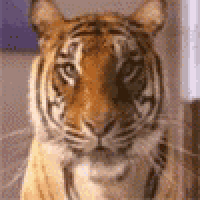 a close up of a tiger 's face with a blurry background .