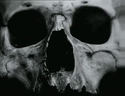 Skull GIF - Horror Scary Spooky GIFs