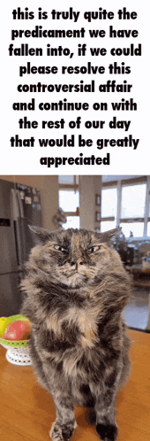 a cat standing in front of a sign that says " this is truly quite the predicament we have fallen into "