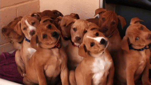 Wednesdays:  When You Realized It’s Only Wednesday On A Slow Week GIF - Slow Week Dogs GIFs