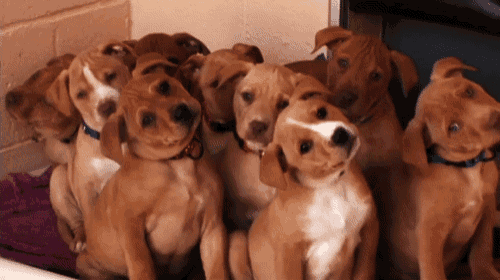 a group of brown and white puppies are sitting in a row