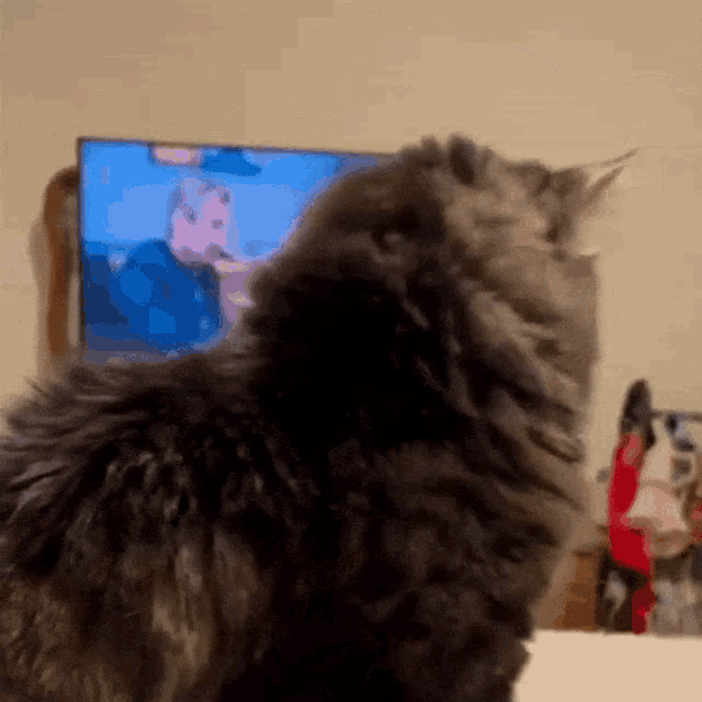 Cat Shock GIF - Cat Shock Eyes Out GIFs