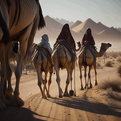 a group of camels are walking down a dirt road