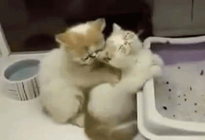 Cat Massage GIF - Cat Massage Massage Cat GIFs