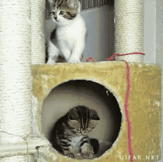 two kittens are playing on a scratching post with a gifak.net logo in the corner