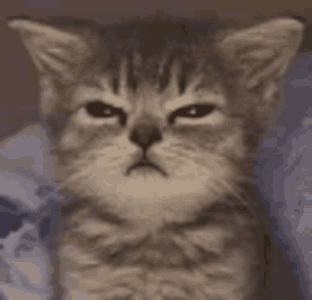 a close up of a kitten 's face with a serious look on its face .