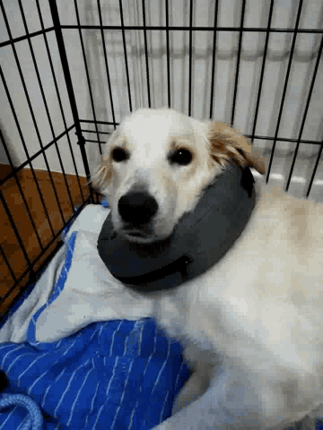 Sleepy Dog GIF