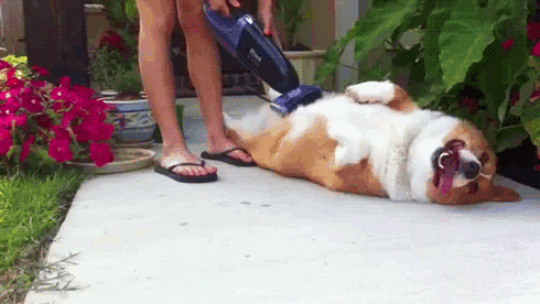 Yessssss GIF - Dogs Creative Problem Solving GIFs