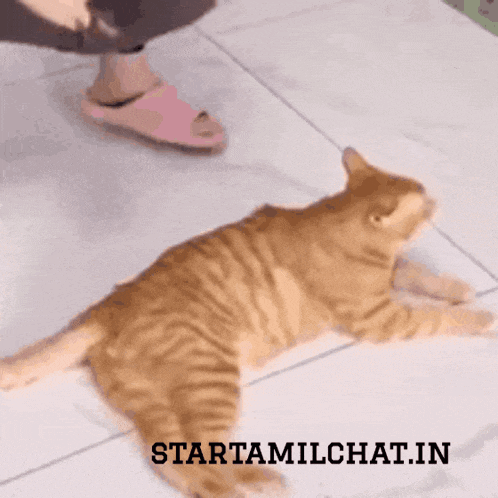 a cat laying on a tiled floor with the words starttamilchat.in above it