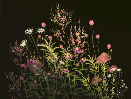 a bunch of flowers with a black background
