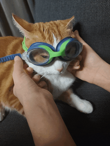 a cat wearing a pair of goggles is being held by a person