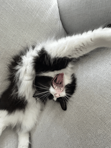 a black and white cat laying on its back with its mouth wide open