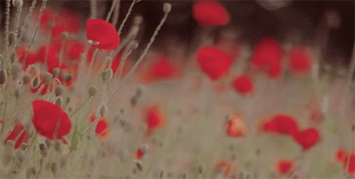 Poppies Remembrance Day GIF - Poppies Remembrance Day Lest We Forget GIFs