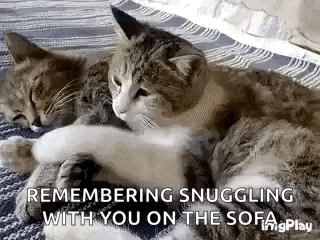 two cats are laying on a blanket on a couch .