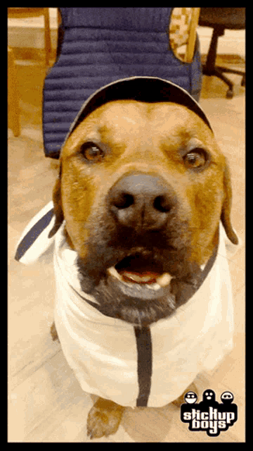 a dog wearing a hat and a scarf with the words stickup boys on the bottom right