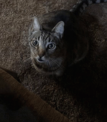 Monte Cat GIF - Monte Cat GIFs