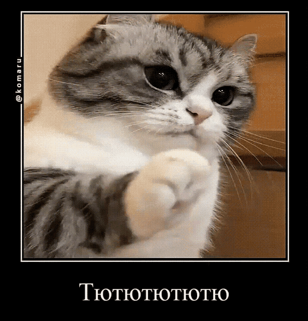 a picture of a cat with a caption that says thothothotho
