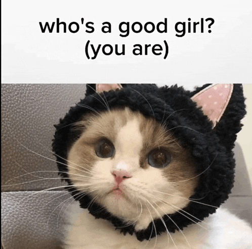 a cat wearing a black hat with the caption " who 's a good girl "