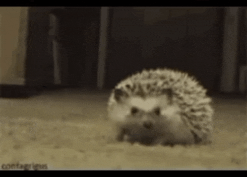 a hedgehog is sitting on the floor in a room .