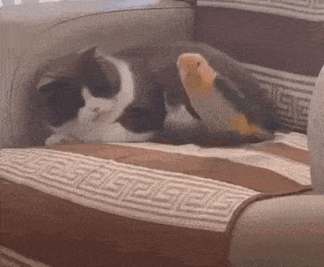 Bird Cat GIF - Bird Cat Annoy GIFs