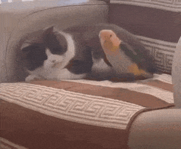 a cat is sleeping on a couch next to a parrot