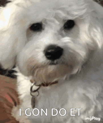 a small white dog with the words i gon do et written on it