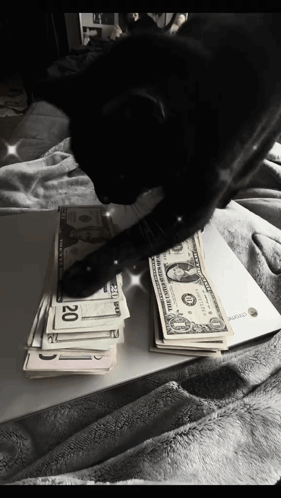 Cat Money Spread GIF - Cat Money Spread GIFs