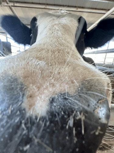 Cow GIF - Cow GIFs