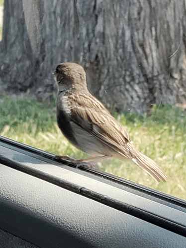 Bird Sparrow GIF - Bird Sparrow Trees GIFs