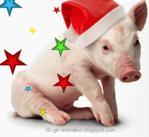 Hay I So Cute Pig GIF - Hay I So Cute Pig Santa Hat GIFs