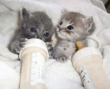 two kittens are drinking milk from bottles on a towel .