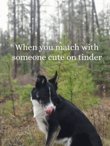 Meme Dog GIF - Meme Dog Tinder GIFs