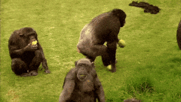 a group of chimpanzees are playing with tennis balls in a grassy field