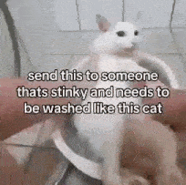 a white cat is being washed in a bowl with a caption .