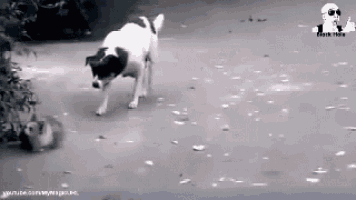 a black and white photo of a dog looking at a cat .