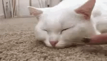 Boop Cat GIF - Boop Cat Sleepy GIFs